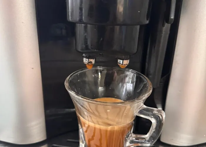 Bamboo Tree فيدين